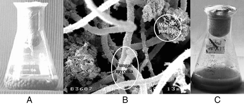 Figure 1. The immobilization of fungal mixed culture of P. corylophilum and A. niger in waste particle of sludge (a) the fungal growth formation as pellets after 2 days of treatment; (b) surface viewed of pellets in SEM; (c) control (uninoculated).