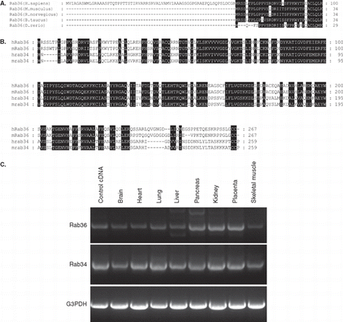 Figure 1.  (A) Amino acids sequence alignment analysis of Rab36 from several organisms, showing the N-terminal 66aa extension in human Rab36 was not conserved among divergent organisms. (B) Comparison of the amino acids sequences of Rab36 and Rab34, residues identical were shown in black background. (C) Examination of tissue expression of transcripts of human Rab36 and Rab34 by PCR using multiple tissue cDNA panels, indicating Rab36 and Rab34 have similar tissue expression pattern.