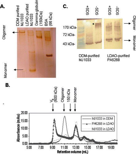 Figure 1.  Analysis of purified CorA ion channels from M. Jannaschii (MJ1033) and P. Aeruginosa (PA5268) by PFO-PAGE and size exclusion chromatography. (A) Silver stained 7.5% PFO-PAGE gel of purified MJ1033. Whereas DDM-purified MJ1033 shows a predominant band assignable to a tetramer (160 kDa) or pentamer (200 kDa), LDAO-purified MJ1033 appears predominantly monomeric; additional weaker bands may represent a dimer, a tetramer and a pentamer. (B) Superdex 200 size exclusion chromatography of MJ1033 purified in LDAO (light grey dotted line) and DDM (blue solid line) and PA5268 purified in LDAO (black triangles). The position of the void volume of the column (600 kDa) and the elution volume of a 150 kDa marker protein are shown. Consistent with the PFO-PAGE, the major peak at 11 ml in DDM-purified MJ1033 has a retention volume consistent with a tetramer or pentamer, whereas the LDAO-purified MJ1033 has a major peak at 13 ml eluting after the 150 kDa marker; the smaller peak at 11 ml may represent the fainter putative tetramer and pentamer PFO-PAGE bands. (C) Anti-T7 Immunoblot of an 11% PFO-PAGE gel of purified PA5268 and MJ1033, with the position of bands in a prestained molecular weight ladder indicated. MJ1033, but not PA5268, reveals a non-covalent oligomer as a high molecular weight band removed by SDS treatment (marked with an asterisk). Faint high molecular weight bands are observed in the immunoblot of LDAO-purified PA5268; these presumably represent an impurity rather than a non-covalent oligomer as they are observed both with and without SDS-treatment of the sample. This Figure appears in colour in the online version of Molecular Membrane Biology.