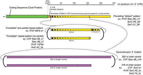 Fig. 4 (Colour online) Schematic diagram showing the variability that was identified in the 3ʹUTR of RNA2 for cherry virus F (CVF) and Prunus virus F (PrVF). The location of partial CP coding sequence and the conserved region of the 3ʹ UTR are shown in green and yellow, respectively. Graduated crosshatching is included to illustrate the nature of repeats found in the sequences of various PrVF isolates, focussing on PrVF isolate 8816_s2. The upstream variable region of the 3ʹ UTR is shown in orange. The large downstream indels are shown in purple, labelled INDEL (392 nt) and INDE (truncated, 318 nt). Short olive-coloured sections are associated with the repeat sequence and do not seem to have a counterpart in the prevailing default pattern. The two locations in the 3ʹUTR at which the known ‘non-default’ features occur are indicated with dashed lines. At both of these locations, multiple variants have been seen. These are indicated with bold curved brackets, and representative isolates of both CVF and PrVF bearing these features are listed as examples.