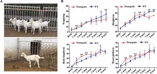Figure 3. General conditions of the goats. (A) Photo of the 7 transgenic cloned goats. (B) The weight and growth rate of the animals.