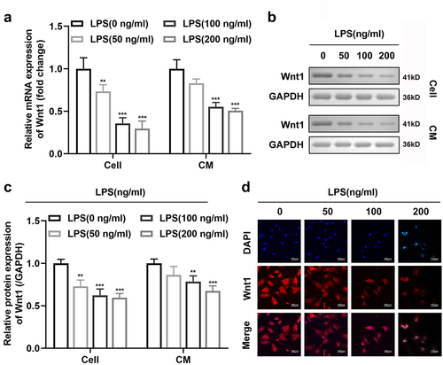 Figure 2. Wnt1 protein expression decreases following LPS exposure. (a) mRNA expression of Wnt1 in BV2 cells and culture medium; (b) Protein expression of Wnt1 in BV2 cells and culture medium; (c) Quantification of (B); (d) Immunofluorescence analysis for Wnt1. *P < 0.05, **P < 0.01 versus control.