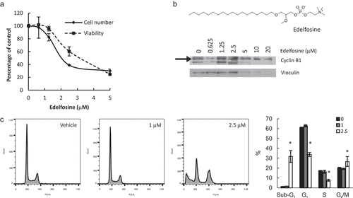 Figure 7. Simultaneous inhibition of PtdCho synthesis and lysophospholipid acylation induces apoptosis and G2/M arrest. HeLa cells were incubated with edelfosine at the indicated concentrations for 24 h. Total cell number and viability (a) were estimated in hemocytometer with Trypan Blue. Apoptosis and cell cycle distribution were assessed by Cyclin B1 levels by Western Blot (b) or flow cytometry (c). * p < 0.05 2.5 μM vs control.