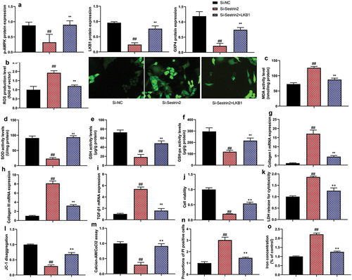 Figure 10. The activation of LKB1 reduced the effects of si-Sestrin2 in vitro model of AMI.
