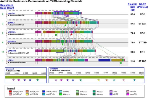 Figure 6. Antibiotic Resistance Genes in T4SS-encoding Plasmids. Multiple whole plasmid alignments of selected plasmids, where locally collinear blocks between plasmids are designated by Mauve in the same colour. The T4SS-encoding gene cluster in pACICU2 is indicated by a purple box. Antibiotic resistance determinants are designated by stars at the associated location, where the colour corresponds to the legend below.