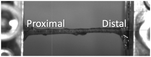 Figure 1. Nerve positioning during tests.