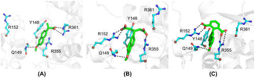 Figure 1. Structures of naproxen and two of its derivatives bound to nucleoprotein (NP) of influenza A virus. (A) After 10 ns of MD, naproxen converged to a conformation that involves the naphthalene ring in hydrophobic interaction with Y148 and cation–π interaction with R355, while the naproxen carboxylate made a salt bridge with R361 and the methoxy oxygen atom made a hydrogen bond with Q149. (B) The interactions made by the naphthalene ring and methoxy group of naproxen with NP were conserved in the naproxen A derivative. The two carboxylate groups of naproxen A were involved in salt bridges with R152 and R355, respectively. (C) As previously noted, the naphthalene ring and the methoxy of naproxen C0 derivative conserved their interactions with NP. The salt bridges with R152 and R355 were stabilized by the 1,3-dicarboxylated phenyl group of naproxen C0.