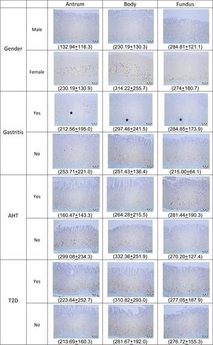 Figure 3 Immunohistochemical findings of positive gastric ghrelin cells in relation to gastric topography, gender and co-morbidities. In parentheses the average number of ghrelin cells shown. Microscopic images with direct magnification at 40x and diaminobenzidine staining (DAB).