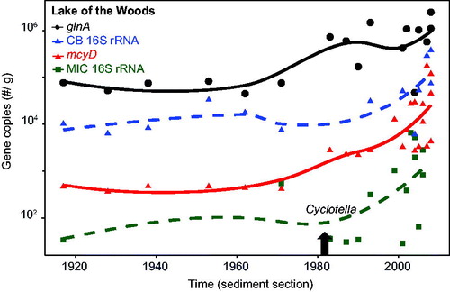 Figure 2. Lake of the Woods through the sediment time series. Gene copy numbers per gram fresh weight as presented in Fig. 1 plotted on a logarithmic scale, including Microcystis specific 16S rRNA gene copy numbers. Solid lines in each case represent LOESS trends for each gene. Gray arrow shown post 1980 CE corresponds to the rise in the diatom Cyclotella relative to Aulacoseira, indicative of climate warming (from Rühland et al. Citation2010).