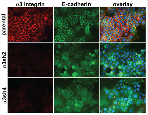 Figure 3. Loss of organized cell-cell junctions in α3 integrin-silenced cells. Integrin α3 was silenced with 2 different shRNA constructs in E-cadherin-GFP-expressing A431 cells. The α3 silenced cells and parental A431 cells expressing E-cadherin-GFP (green) were fixed and stained for α3 integrin (red). DAPI-stained nuclei are shown in blue in the overlay image.