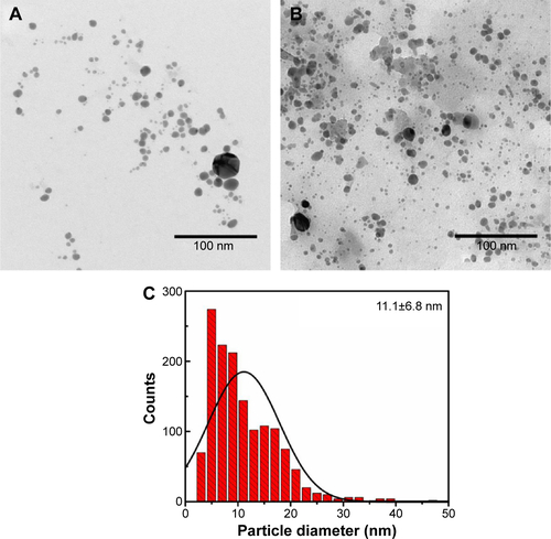 Figure S6 (A) and (B), TEM images of bare AgNPs. (C) Particle size distribution of AgNPs. The size distribution was calculated by counting more than 500 nanoparticles in several AgNP images, using ImageJ software.Abbreviations: TEM, transmission electron microscopy; AgNPs, silver nanoparticles.