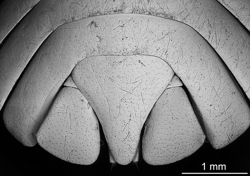 Figure 7. Armadillidium virgo n. sp., telson and uropods in dorsal view. Scale bar: 1 mm.