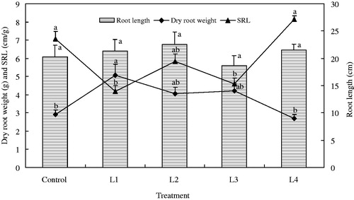 Figure 2. Dry matter accumulation in the roots of C. smyrnioides subjected to different relative light intensity: 100% sunlight (Control), 60.54% sunlight (L1), 44.84% sunlight (L2), 31.39% sunlight (L3) and 10.56% sunlight (L4). SRL = specific root length. Different letters denote significant difference at p = 0.05. Means ± standard deviations (S.D.) (n = 30) are shown.