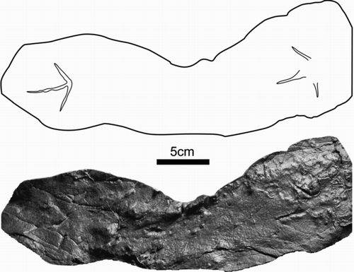 Figure 9 Resin cast of Gruipeda vegrandiunus (DMNH 18352) from Cabin Peak, DENA.