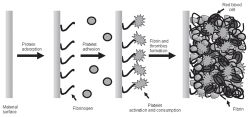 Figure 1 Multi-step bio-response of blood to artificial surfaces.