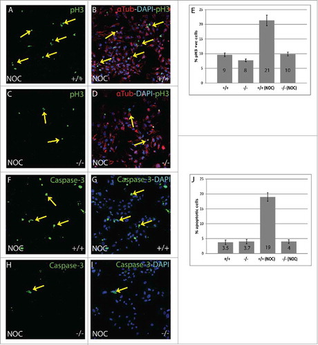 Figure 2. Nocodazole treated B56γ- MEFs have fewer (M)phase cells compared with wild type. (A-D) Immunostaining showing Histone H3 pSER10 (pH3, green, arrows), DAPI (Blue) labeling in conjunction with α-Tubulin (red) in wild type (+/+) and B56γ- (−/−) MEFs. Lower number of cells in M phase in B56γ- MEFs (C, D) were observed as compared with wild type (A, B), following 18 hours of nocodazole treatment. Images are representative of 3 independent experiments from each genotype group. All the images were captured at 60X magnification. (E) Percent pH3+ cells and SEM represent data from 300 MEFs of each genotype. (F-I) Caspase-3 labeling (green) and DAPI (blue), showing apoptotic cells in wild type (+/+) and B56γ- (−/−) MEFs. Higher numbers of apoptotic cells were observed in wild type MEFs (F, G) as compared with the B56γ- MEFs (H, I) following 18 hours of nocodazole treatment (NOC). Images are representative of 3 independent experiments from each genotype group. (J) Percent apoptotic cells and SEM represent data from 300 MEFs of each genotype.