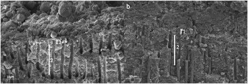 Figure 4. Representative SEM images with a vertical fracture of the roots along the root filling showing the sealer-dentin interface in the apical root third. group AH (a) conventional sealer (AH Plus Root Canal Sealer) and group RC (b) resin-based cement (ParaBond and ParaCore DENTIN SLOW); exclusion zone of 5 μm (1) and working area of 20μm (2).