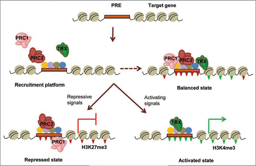 Figure 2 Schematic representation of the action of PcG and trxG complexes on chromatin. Multiple DNA binding proteins (colored circles) interact cooperatively with each other and with the PREs (brown box) located within or near the promoters of Polycomb target genes, setting the appropriate context for assembly of polycomb (PRC1/PRC2) or trithorax (TRX) remodeling activities. Balanced presence of both activating and repressive complexes can create a ‘poised’ state in some genes (dashed arrow) till appropriate differentiation signals are received. Depending on the type of developmental cues, the transcriptional status of the gene is resolved differently. PRC2 causes trimethylation of lysine 27 of histone H3 (H3K27me3; inverted red triangles) leading to recruitment of PRC1 and other modification factors that create a repressed chromatin conformation to keep the gene inactive. Binding of trithorax complexes causes trimethylation of lysine 4 (H3K4me3; inverted green triangles) and recruitment of transcription factors and activators that create a cascade of activating modifications leading to gene transcription.