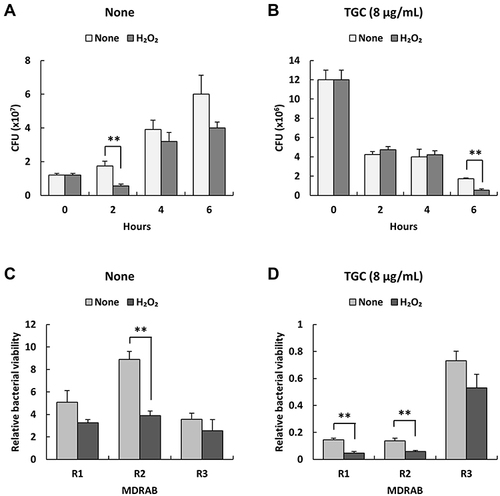 Figure 4 Relative bacterial viability of MDRAB strains R1, R2, and R3 after incubation with H2O2 in the presence of TGC. (A) Numbers of representative MDRAB strain R1 after cultivation without (None) or with 0.078% H2O2 (H2O2) for 0, 2, 4, and 6 h. (B) Numbers of MDRAB strain R1 cells after 0, 2, 4, and 6 h of culturing without (None) or with 0.078% H2O2 (H2O2), and 8 μg/mL TGC. (C) Relative bacterial viability of the MDRAB strains R1, R2, and R3 was calculated after 6 h of cultivation without (None) and with 0.078% H2O2 (H2O2). (D) Relative bacterial viability of the MDRAB strains R1, R2, and R3 was calculated after 6 h of culturing without (None) and with 0.078% H2O2 (H2O2) in the presence of 8 μg/mL TGC. Bar graph data are compiled from two independent experiments (n = 6 for each experiment) and represent the mean ± SEM. Asterisks indicate significant differences (**P < 0.01 for with H2O2 vs without H2O2, Student’s t-test). The relative bacterial viability was evaluated relative to the bacterial counts at the start of the experiment.