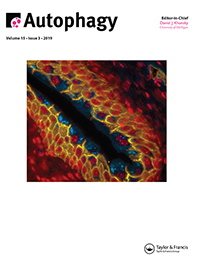 Cover image for Autophagy, Volume 15, Issue 3, 2019