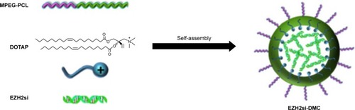 Figure 1 Preparation of DMC.Notes: Preparation of DMC and EZH2si complex: first, a novel gene carrier was prepared by a self-assembly method. MPEG-PCL and DOTAP were assembled into a new gene carrier, DOTAP/MPEG-PCL micelles (DMC). Then, EZH2 siRNA was carried into cancer cells by DMC.Abbreviation: DOTAP, 1,2-dioleoyl-3-trimethylammonium-propane.