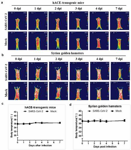 Figure 5. The body temperature changes of the hACE-transgenic mice and Syrian golden hamsters after infection of SARS-CoV-2. (a, b) The representative infrared thermographic images of the 2-month-old male hACE-transgenic mice (a) and 3-month-old male Syrian golden hamsters (b) at the indicated dpi of SARS-CoV-2. (c, d) The body temperatures on the chest, as close as possible to the lung, of the male hACE transgenic mice (c) and male Syrian golden hamster (d) at the indicated dpi (n = 6). The body temperatures were measured by selecting the highest temperature spot on the thermal images and are presented as mean ± SD