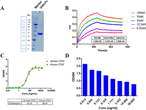 Figure 2 Functional activity identification of anti-CTGF Nb. (A) SDS-PAGE gel analysis for the purified anti-CTGF Nb. Lane 1 was loaded with protein marker (M); lane 2 exhibited purified human CTGF-domain II-Fc antigen. The samples were separated by using 10% gradient PAGE gels and stained with Coomassie blue. (B) The affinity of CTGF nanobody was detected by Fortebio detection. The experiment was performed in triplicate and one representative experiment was shown. (C) The specificity of anti-CTGF Nb to human CTGF and mouse CTGF was detected by ELISA. (D) The epitope competition assays of CTGF nanobody with the reference antibody pamrevlumab analog.