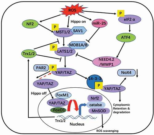 Figure 2. Interaction between ROS and Hippo pathway. ROS can activate Hippo pathway. YAP and FOXO1 forms functional complexes on antioxidant gene promoters such as catalase and MnSOD [Citation82,Citation83]. YAP induced redox proteins Trx1/2, which mediated YAP up-regulation (through MST1), thereby controlling redox status [Citation85]. YAP can combine FoxM1 to promote the expression of Nrf2, a kind of antioxidant factor [Citation87]. Proteinase-activated receptor 2 (PAR2) signals induce dephosphorylation of YAP [Citation89]. Down-regulation of TAZ/YAP can inhibit TGF-induced Nox4 (NADPH oxidase) protein [Citation91]. Oxidative stress induces the overexpression of miR-25 which inhibits LATS to promote expression of YAP [Citation98]. ROS also phosphorylates eIF2 to activate ATF-NEED4.2 chain to inactivate Hippo pathway [Citation99]