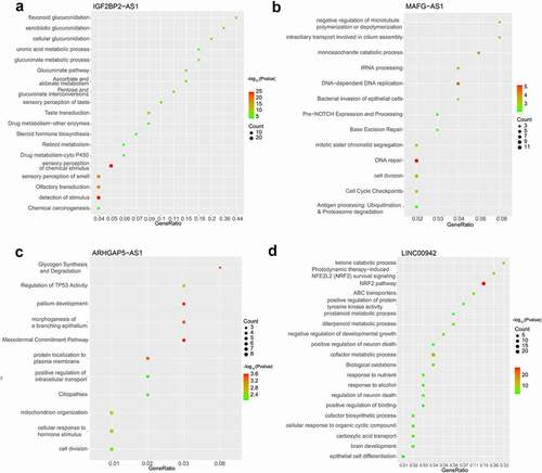 Figure 7. Metascape analysis of enriched signaling pathways of IGF2BP2-AS1, MAGF-AS1, ARHGAP5-AS1, and LINC00942.