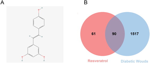 Figure 2. 2D structure of RSV and identifying intersecting genes. (A) 2D structure of resveratrol. (B) Identification of the intersecting genes of RSV and DW. The red circles represent the action targets of RSV, the blue boxes represent DW-related targets, and the intersection of the two is the intersecting target.