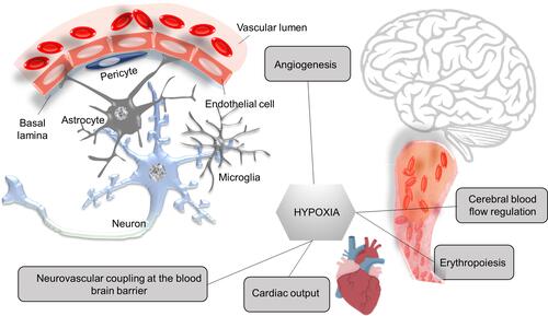 Figure 3 Hypoxia-evoked adaptations improve cardiovascular determinants of brain oxygenation.