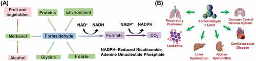 Figure 1. (a) Formation of Formaldehyde in the body, and (b) Formaldehyde’s harmful effects.