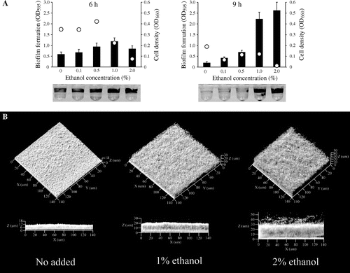 Fig. 1. Low Concentrations of Ethanol Increased Biofilm Formation by P. aeruginosa PAO1.Note: (A) Biofilm formation in LB with a 1% or 2% concentration of ethanol in microtiter plates at 37°C. Biofilm formation was quantified at 6 h and 9 h of incubation. Bar charts and dots indicate biofilm formation and cell densities of planktonic cells, respectively. Representative images of biofilm formation after crystal violet staining are shown at the bottom. Data are averages of eight replicates. (B) Confocal microscope images of P. aeruginosa biofilms. The images were obtained 12 h after inoculation in a flat-bottom flask. Projections show fields of 140 by 140 μm.