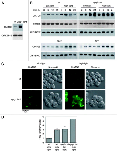 Figure 4. Autophagy is constitutively induced in the npq1 lor1 mutant. (A) Induction and modification of CrATG8 in the npq1 lor1 mutant. Wild-type and npq1 lor1 strains were grown to log phase in TAP medium in dim light conditions. The abundance of CrATG8 was analyzed by western blot using CrFKBP12 as loading control. Fifteen micrograms of total extracts were loaded per lane. (B) High light stress activates autophagy. Wild-type, npq1, lor1 and npq1 lor1 strains were grown in TAP medium to exponential growth phase under dim light and then shifted to high light (1200 µE m−2 s−1). Samples were taken at the indicated times and processed for western blot analysis with the indicated antibodies. Cells maintained in dim light were used as control. (C) Immunolocalization of CrATG8 in wild-type and npq1 lor1 cells under dim light or exposed to high light stress for 6 h. Scale bar, 8 µm. (D) ROS levels in wild-type and npq1 lor1 cells grown to log phase in dim light or shifted to high light for 6 h. Values are the means of four independent determinations.