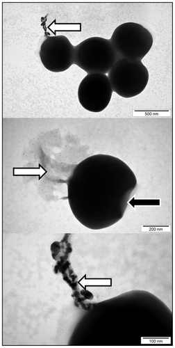 Figure 7 Interaction between Staphylococcus aureus and gold nanoparticles. White arrows indicate nanoparticles trapped by the biofilm and the substance released by cells. Black arrow indicates distorted cell wall.