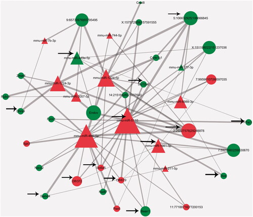 Figure 6. A circRNA-miRNA-mRNA interaction network. The circle, square, and triangle represent mRNA, circRNA, and miRNA, respectively. Red and green represent upregulation and downregulation, respectively. The arrow represents RNAs that underwent changes in response to PSP treatment. PSP: Polygonatum sibiricum polysaccharide.