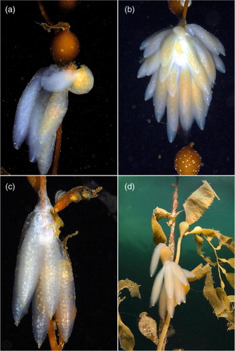 Fig. 2  Egg masses of Doryteuthis gahi attached to Macrocystis pyrifera stipes. Egg masses (a) and (b) were collected at Estero Staples, (c) at Estero Lyell and (d) at Puerto de Hambre. (Photos by Mathias Hüne.)