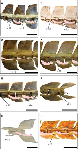 FIGURE 4. Morphology of the caudal vertebrae in istiophorid billfishes. A–D, comparison of the neural spine shape in caudal vertebrae of istiophorid billfishes. A, first and second caudal vertebrae of Makaira nigricans (USNM 196019); B, first and second caudal vertebrae of Istiompax indica (AMS 1.38913–001); C, vertebra 16 of Makaira nigricans (USNM 196019); D, vertebra 15 of Kajikia audax (USNM 372777); E, first and second (v 13–14) caudal vertebra of Kajikia albida (USNM 360507), the v 13 shows the lack of the extended prezygapophysis and both show the reduced hemal spine; F, vertebra 21 of Kajikia albida (USNM 360507) showing the second and big spinal foramen; G, vertebra 14 of Istiophorus platypterus (MNHN 6960); H, vertebra 15 of Tetrapturus angustirostris (LACM 25499). The pink shadow indicates the space formed by the intervertebral arc. Color available only in the online version. Scale bar equals 10 cm in A, C, in B–H scale bar equals 5 cm.