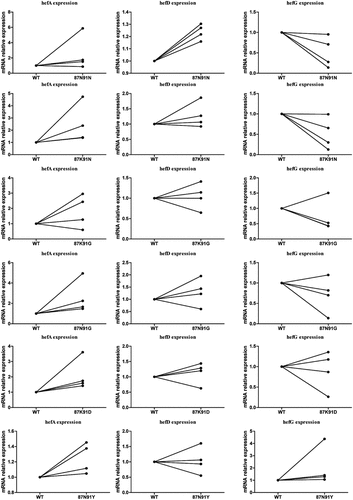 Figure 6. Comparison of efflux pump gene expression between wild-type strain and gyrA mutant strains.