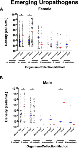Figure 3 Microbial densities of the top detected emerging uropathogenic bacteria for both female (A) and male (B) subjects. Each dot represents the non-zero microbial density (plotted along the y-axis) for a single microorganism detected by either collection method (arranged along the x-axis) in a single specimen. Blue and red lines indicate the median values for the midstream voided and catheter-collected specimens, respectively. *p < 0.05.
