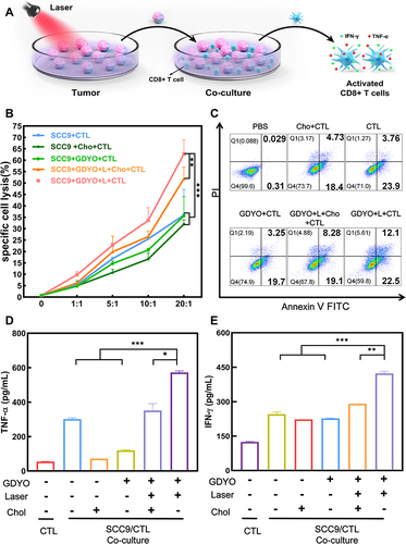 Figure 5 PDT enhances T lymphocytes activity. (A) Schematic illustration of the in vitro co-culture process of pre-treated SCC9 cells and activated T cells. (B) Activated CD8 T cells were co-cultured with PBS-treated, cholesterol-treated, GDYO-treated, GDYO-laser-treated and GDYO-laser-cholesterol-treated SCC9 cells (E:T ratio = 1:1, 5:1, 10:1, 20:1). Supernatant was used for LDH releasing assay. (C) The cell death mechanism was determined by assaying for apoptosis using an Annexin V-FITC/PI apoptosis kit (E:T ratio = 10:1). The release of (D) TNF-α and (E) IFN-γ cytokines production in the supernatant of the co-culture assay (E:T ratio=10:1) were detected using ELISA. *P <0.05, **P <0.01, ***P <0.001.