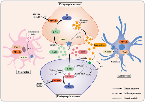 Figure 1 Composition of the endocannabinoid system. The endocannabinoid system consists of CB1R, CB2R, endocannabinoids, and their corresponding synthesizing and degrading enzymes. 2-AG and AEA, the primary endocannabinoids, are produced on demand and are synthesized from the postsynaptic terminals by DAGLα and NAPE-PLD, respectively, to activate presynaptic cannabinoid receptors. CB1R activation inhibits presynaptic neurotransmitter release and promotes astrocytic glutamate release. CB2R activation reduces microglial inflammatory factor production. 2-AG and AEA are enzymatically degraded to AA by MAGL and FAAH hydrolases, and can also be oxidatively degraded to PG-EA and PG-G by COX-2.