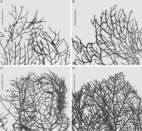 Figure 5 Branching in Antipathes craticulata and related species. A, Antipathes craticulata n. sp., NIWA 19800; B, Tylopathes dubia Brook, BMNH 83.8.29.5; C, T. elegans Brook, BMNH 83.9.13.14; D, T. hypnoides Brook, BMNH 86.2.8.2. Note: Brook's three species were not included in the genus Tylopathes as re-defined by Opresko (2006), and most likely should instead be referred to the genus Antipathes.