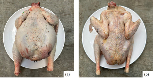 Figure 7. The carcass of Tukong chicken: a = male Tukong; b = female Tukong; tray diameter: 35 cm (private collection).