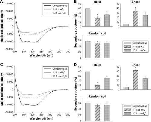 Figure 6 (A) CD spectra of Luc–Cu mixtures with 1:1 and 10:1 ratios. (B) Distribution of secondary structure estimated by the K2D algorithm provided by DichroWeb.Citation42–Citation44 (C) CD spectra of Luc–B4C mixtures with 1:1 and 10:1 ratios. (D) Distribution of the secondary structures. Untreated (native) Luc was used as a control. *Significant difference between untreated Luc and Luc–NP mixtures (n = 6, P<0.05).Abbreviations: CD, circular dichroism; Luc, luciferase; NP, nanoparticle.