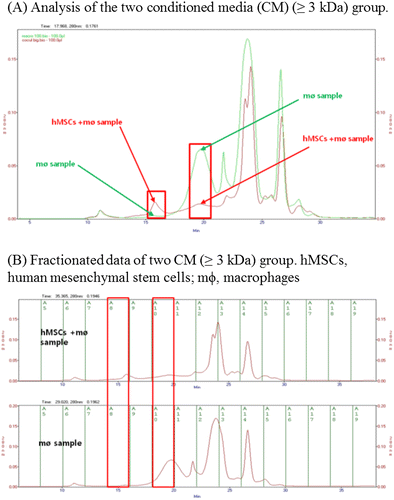 Figure 5. Quantitative differences in the macrophage and co-culture conditioned media (CM) by size exclusion chromatography (SEC). (A) A comparison of the two groups (green arrow: macrophages CM, red arrow: co-culture CM) showed a difference in peak levels at 67 kDa and 13.7 kDa. (B) The two peaks showing a difference were then partitioned (red box, left: 67 kDa, right: 13.7 kDa).