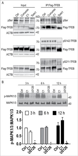 Figure 3. Curcumin analog C1 does not inhibit serine-phosphorylation of TFEB and MAPK1/3 activity. (A) HeLa cells stably overexpressing 3xFlag-TFEB were treated with curcumin (10 μM) and C1 (1 μM) for 12 h, and torin1 (1 μM) for 2 h. Protein extracts were subjected to immunoprecipitation using anti-FLAG antibody and then blotted with anti-phosphoserine (p-Ser) and anti-phospho-S142-TFEB (pS142-TFEB) antibodies. Phosphorylation of TFEB on serine 211 (pS211-TFEB) was detected using an antibody against the specific YWHA/14-3-3 motif that recognizes p-S211-TFEB. Blots are representative of at least 2 independent experiments. (B) Stable HeLa cells overexpressing 3xFlag-TFEB were treated with C1 (1 μM) and the MAPK1/3 inhibitor U0126 (50 μM) for the indicated time periods. The ratio of phospho-MAPK1/3 (p-MAPK1/3) to total MAPK1/3 was quantified. Data are presented as the mean ± SD from 3 independent experiments. *, P< 0.05 vs. the control (0.1% DMSO).