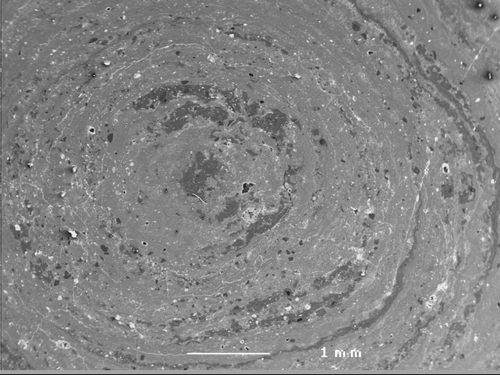 Figure 10 SEM image of an Mn-pisolith from Chin Chin pit at Andoom (ANU 46623). Note the earthy core and wavy relatively continuous cortices.