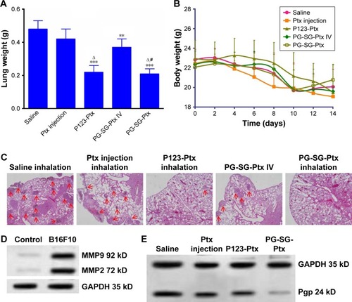 Figure 8 Antitumor efficacy against melanoma pulmonary metastatic tumor-bearing nude mice.Notes: (A) Lung-mass weight of each treatment group. **P<0.01, ***P<0.001 compared with saline; ∆P<0.001 compared with Ptx injection; #P<0.001 compared with intravenous (IV) PG-SG-Ptx. (B) Body-weight changes as a function of time. Values expressed as means ± SD (n=6). (C) Lung sections isolated on Day 14 after treatment with different Ptx formulations and stained with H&E. Original magnification 4×. Locations of tumors marked with arrowheads. (D) Western blotting analysis: MMP2/9 protein expression in the lungs. (E) Pgp expression in the lungs after inhalation with different Ptx formulations: saline, Ptx injection, P123-Ptx, PG-SG-Ptx.Abbreviations: P123, Pluronic P123; Ptx, paclitaxel; SG, succinylated gelatin; P123-Ptx, P123 micelles loaded with Ptx; GAPDH, phosphoglyceraldehyde dehydrogenase.