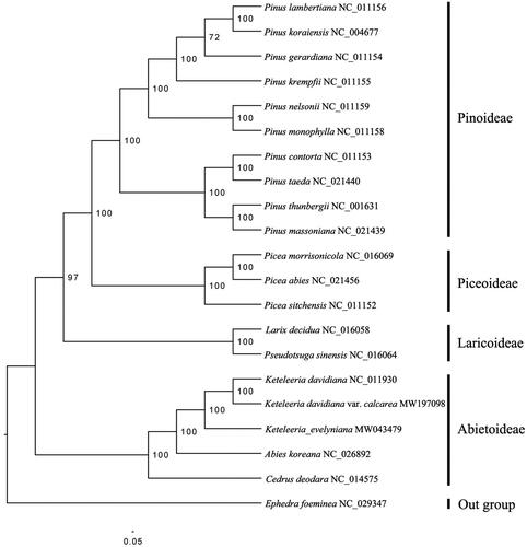 Figure 1. Maximum likelihood phylogenomic tree inferred from K. davidiana var. calcarea and other 19 species within Pinaceae and one out group species (E. foeminea) using complete chloroplast genomes. Bootstrap supports based on 1000 replicates are given at the node.